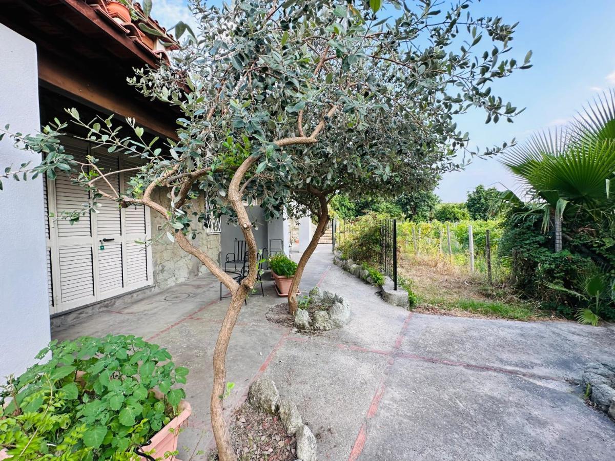 Il Vitigno Di Dioniso Otel Forio di Ischia Dış mekan fotoğraf